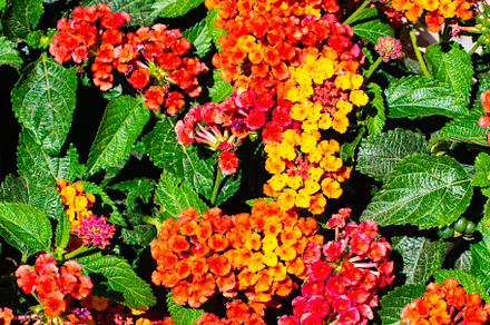Colorful Lantana Camara Flowers