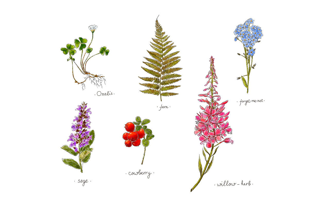 Herbs and flowers botanical set, an Object Illustration by Schumacher Shop (Photo 2 of 5)