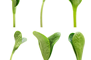Green sprout set isolated, a Photo by saiko3p