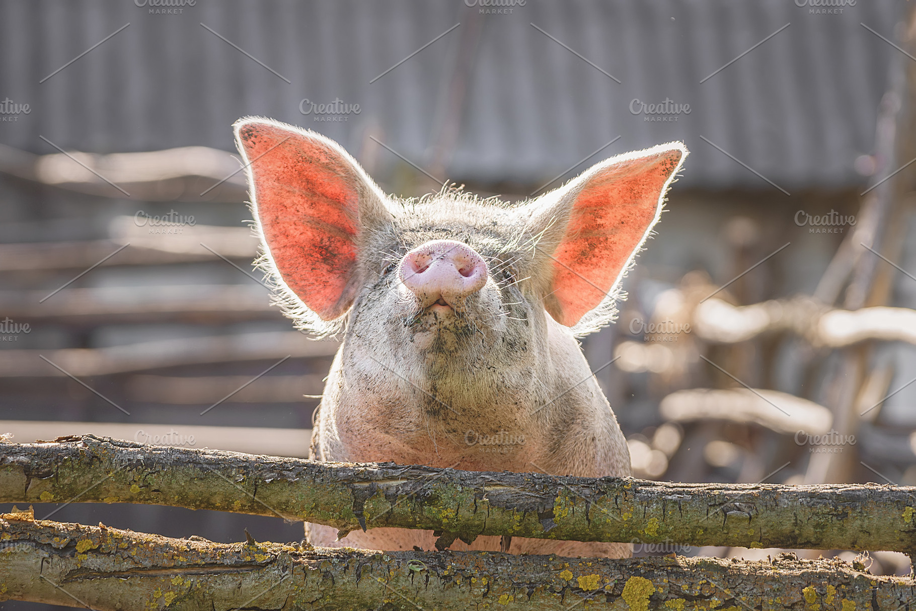 Pig farming raising and breeding of, an Animal Photo by AlexBush