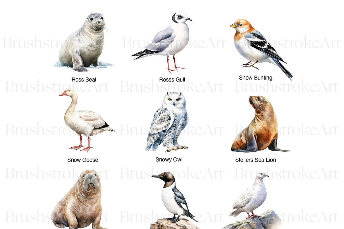 Arctic Animals Adventure, an Animal Illustration by BrushstrokeArtGB (Photo 4 of 9)