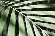 Holistic Lifestyle Bundle (Green), a Health & Medical Photo by Wellness Stock Market (Thumbnail 3 of 37)