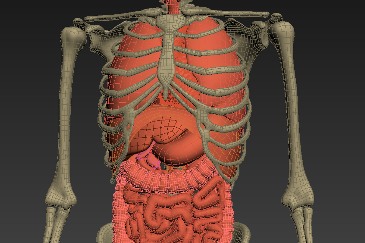 Animated internal organs, skeleton, a Characters & Person 3D Model by konstantin.ermolaev (Photo 21 of 29)