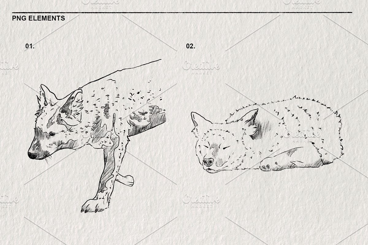 Red wolf animal sketches PNG, an Animal Illustration by LOKSKIH (Photo 3 of 5)