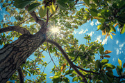 98 Trees view from below, a Nature Photo by Handmadefont (Thumbnail 29 of 98)
