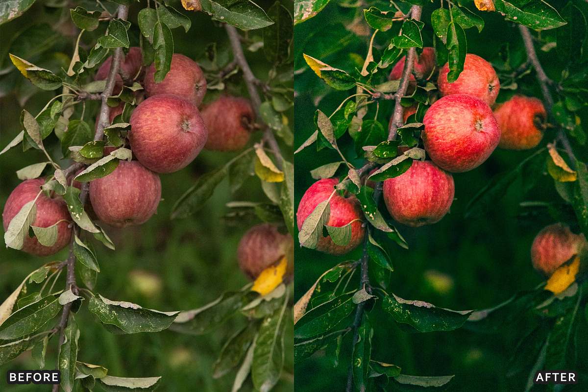 Golden Apple Orchard Presets, a Preset Add-On by AAA Presets (Photo 11 of 14)