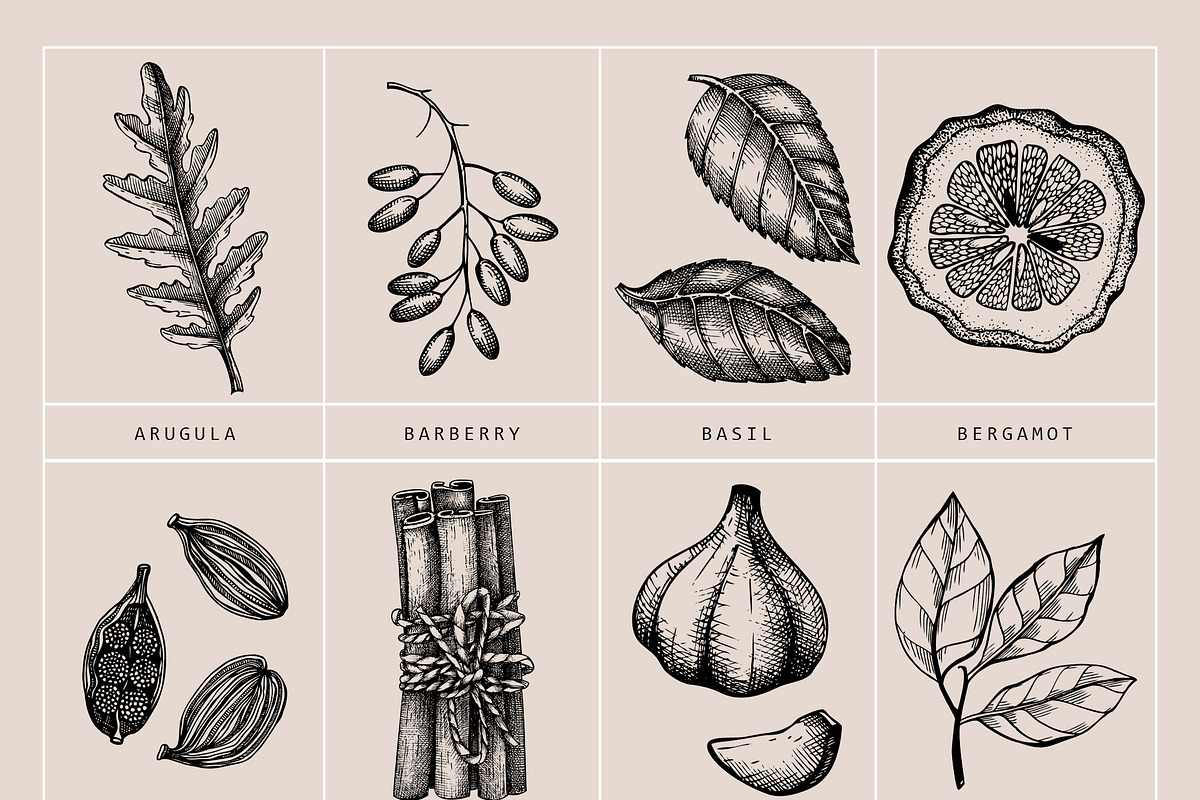 BUNDLE - Vector Herbs & Spices, a Food Illustration by Yevheniia (Photo 10 of 12)