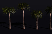 The Date Palm Tree, a Plants & Tree 3D Model by FuturePastCreatives (Thumbnail 1 of 6)