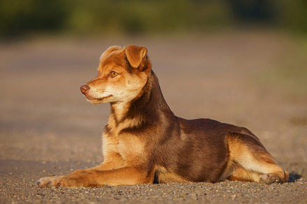 Cute and alert red puppy sitting in, an Animal Photo by AlexBush