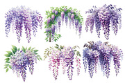 Wisteria Floral Garden Clipart, an Illustration by Designworld (Thumbnail 2 of 5)