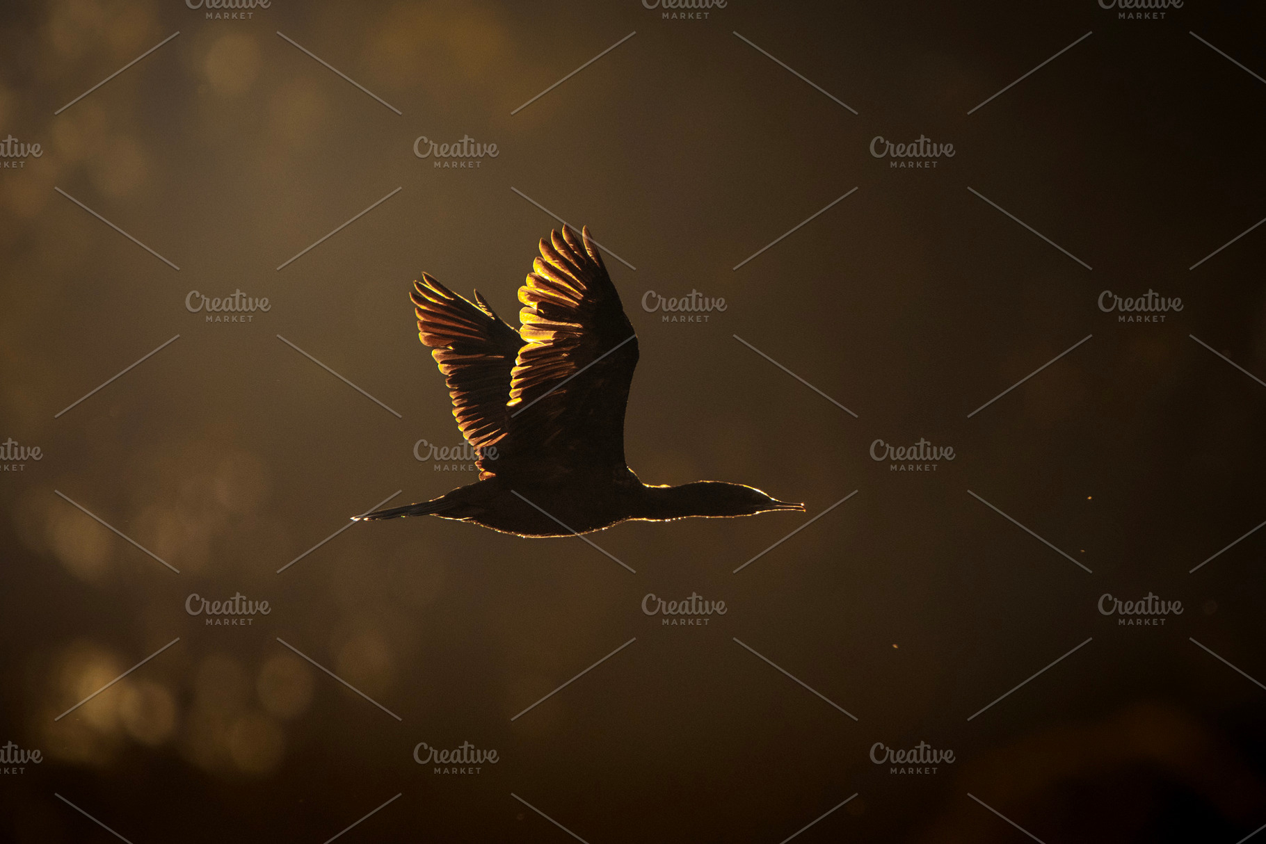 Little Black Cormorant, an Animal Photo by Rob D Animal Photography