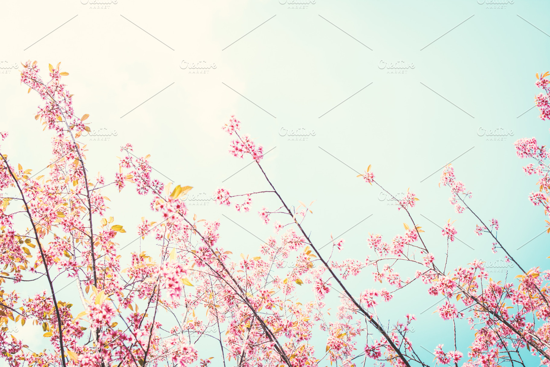Beautiful himalayan blossom featuring cherry, blossom, and wild, a Nature Photo by sawitree