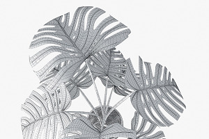 Monstera 05