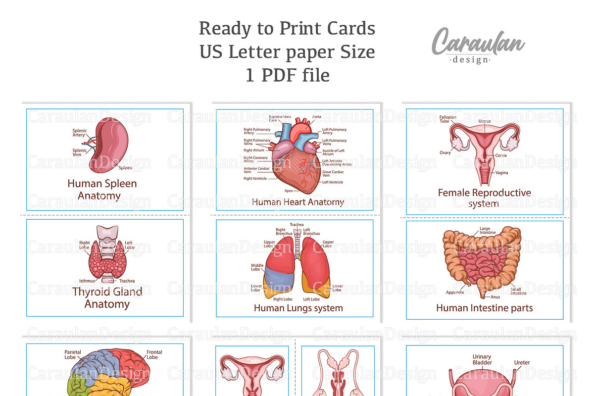 Human Organs Anatomy, a Healthcare Illustration by Serghei Caraulan (Photo 3 of 4)