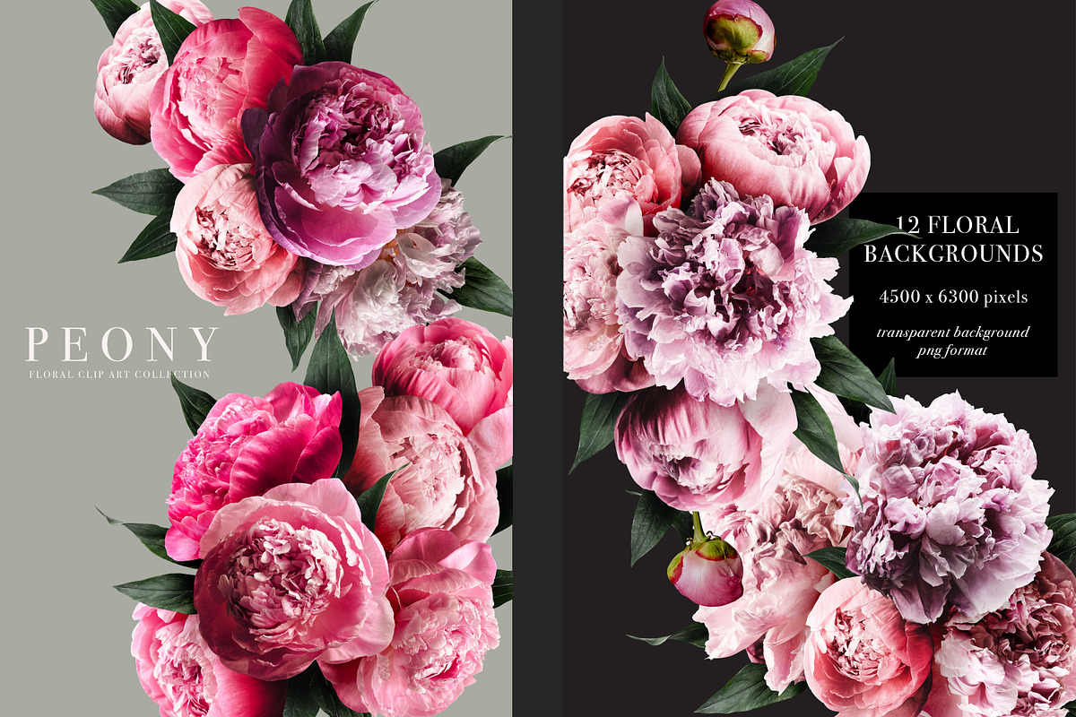 Peony Floral Clip Art, an Object Graphic by Eclectic Anthology (Photo 7 of 17)