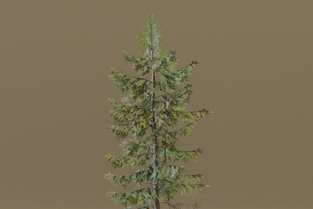 The European Larch Tree, a Plants & Tree 3D Model by FuturePastCreatives (Photo 7 of 9)