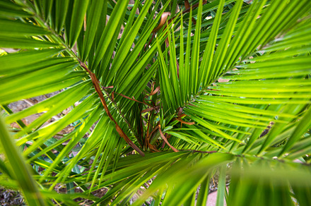 Leaves, a Background Photo by Sova