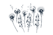 Hand drawn isolated flowers set, an Object Graphic by SpaceNymph (Thumbnail 3 of 5)