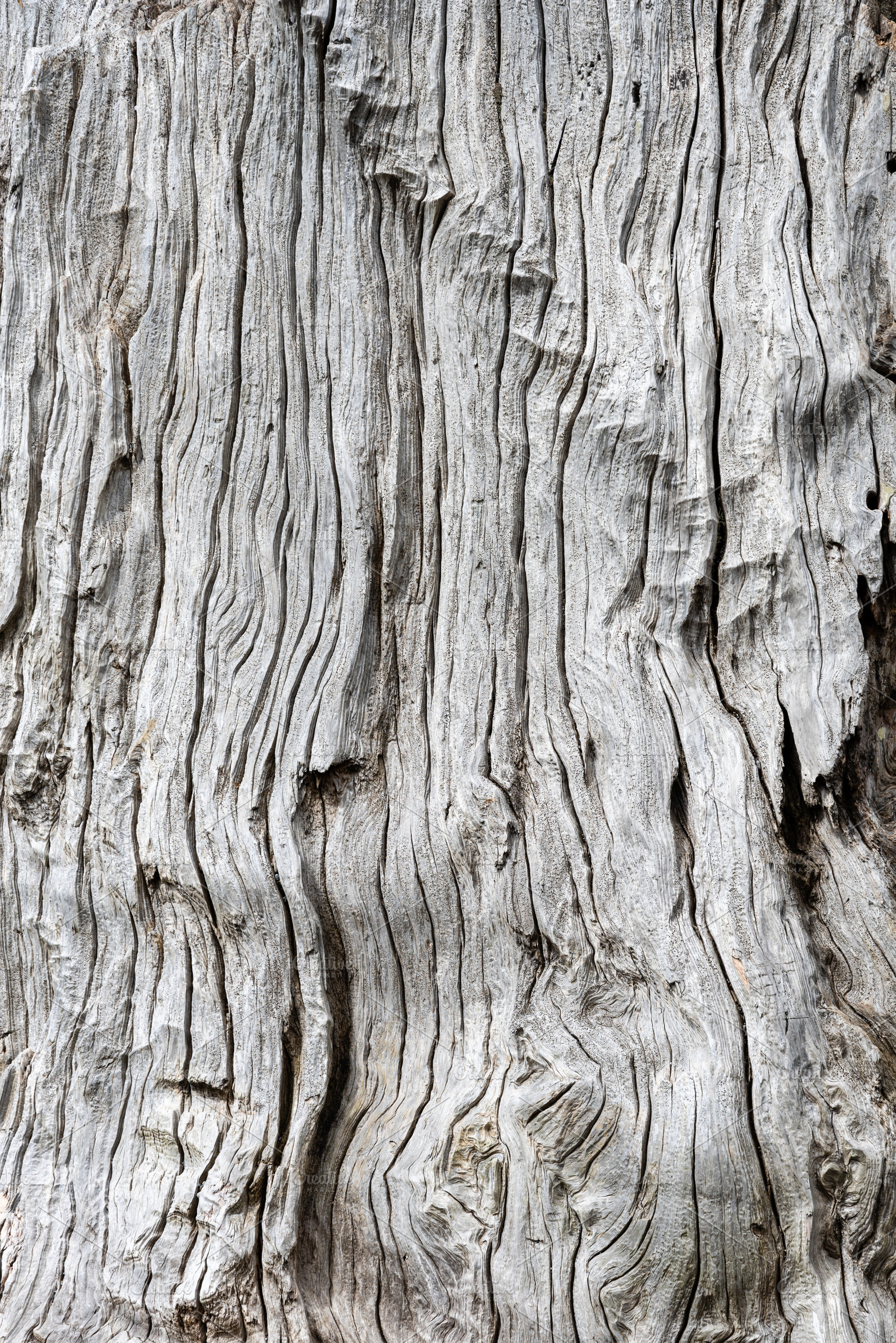 Vertical image weathered driftwood, a Nature Photo by Zigzag Mountain Art