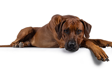Rhodesian Ridgeback dog on white background, an Animal Photo by Cat'chy Images by Nynke