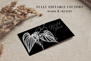 Adaptogenic Plants Vector Collection, a Healthcare Illustration by Yevheniia (Thumbnail 7 of 9)