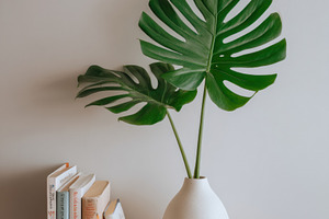 Green monstera leaf in ceramic vase, an Architecture Photo by Virgo Studio