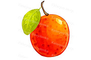 Watercolor Fruit PNG Clipart Set, a Food Illustration by Bubert Art (Thumbnail 2 of 5)