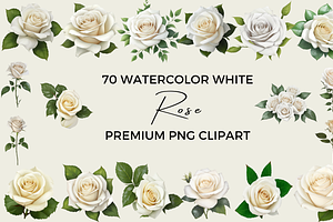70 Watercolor White Rose PNG Clipart