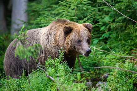 Wild Brown Bear in the summer forest. Animal in natural habitat., an Animal Photo by Byrdyak