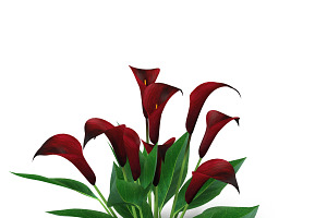 Calla Lily Purple