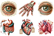 Vintage Antique Anatomy Clipart, a Seasonal Illustration by DreamArtGraphic (Thumbnail 2 of 5)