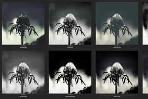 Mono Fine Art Lightroom Presets