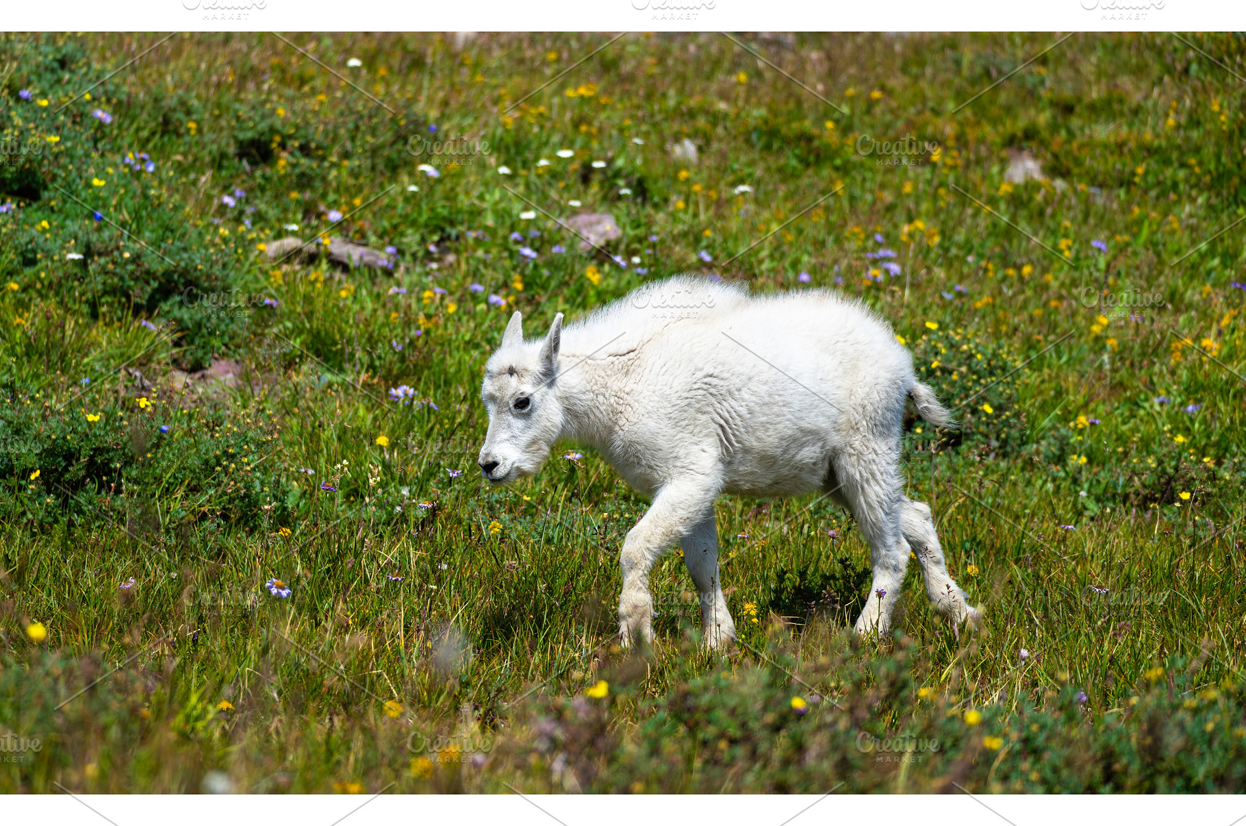 Young mountain goat walking in, an Animal Photo by Leonid Andronov
