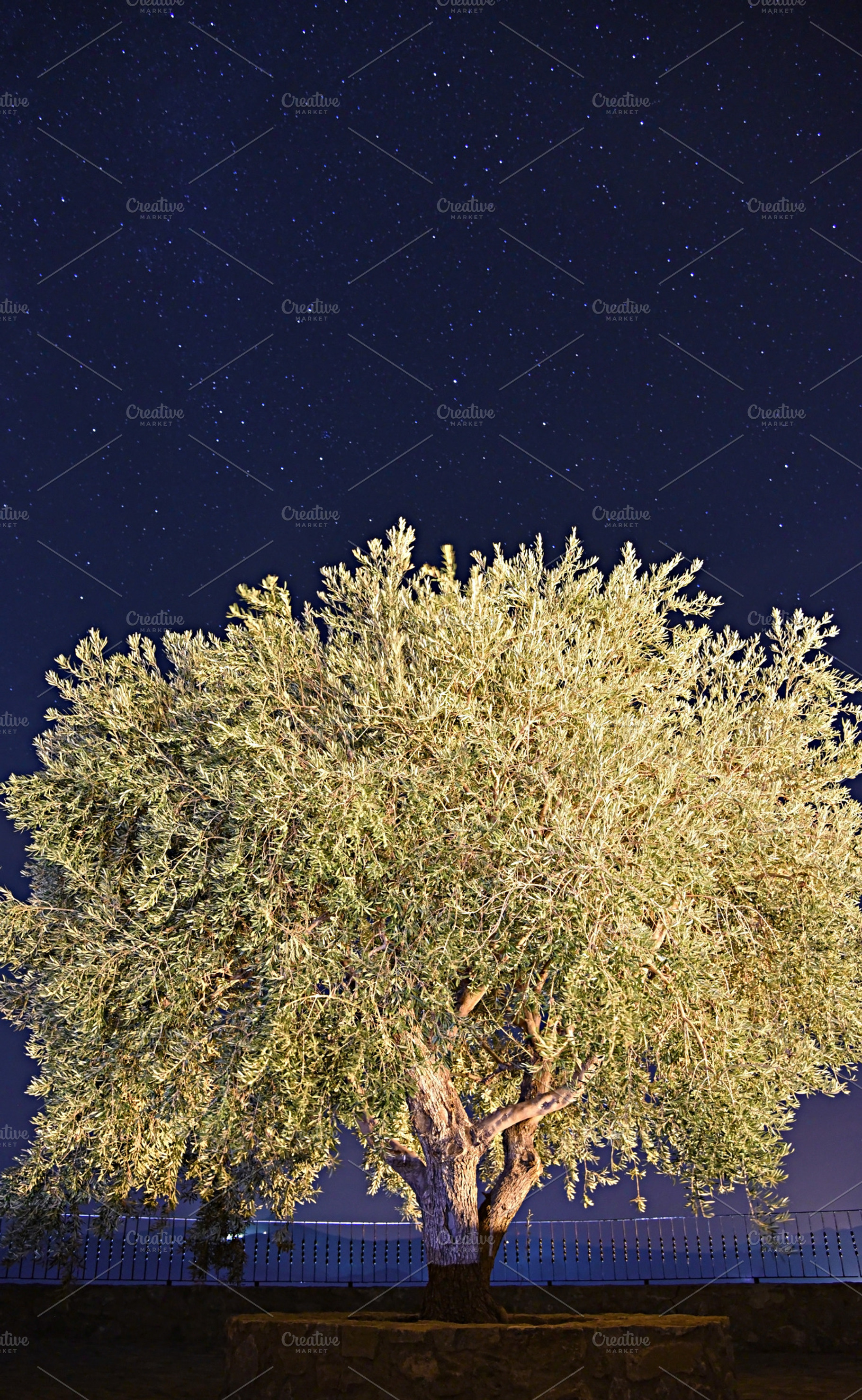 Olive illuminated Starry Night, a Nature Photo by neftali77