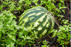 A green and white striped watermelon, a Nature Photo by Rohan Photography