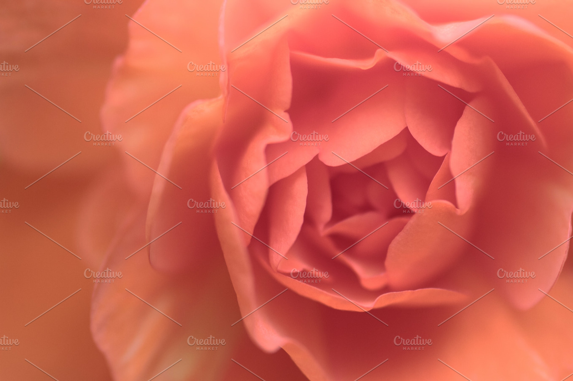 Begonia closeup., a Nature Photo by JS Shop