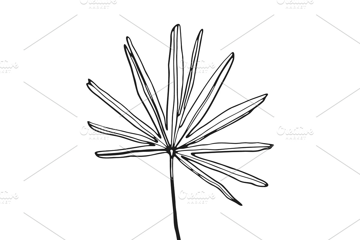 Palm Leaves svg, Botanical png, a Decorative Illustration by Watercolor_Vector Graphic (Photo 18 of 25)