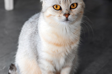 Full-body view of a light gray cat with golden eyes sitting upri