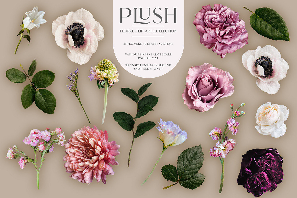 Plush Floral Clip Art, an Object Graphic by Eclectic Anthology (Photo 8 of 19)