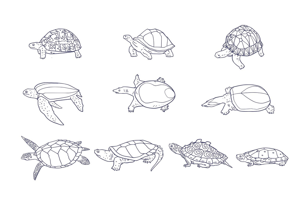 Turtle Breeds Hand Drawn, an Animal Illustration by SLAB! Design (Photo 3 of 3)