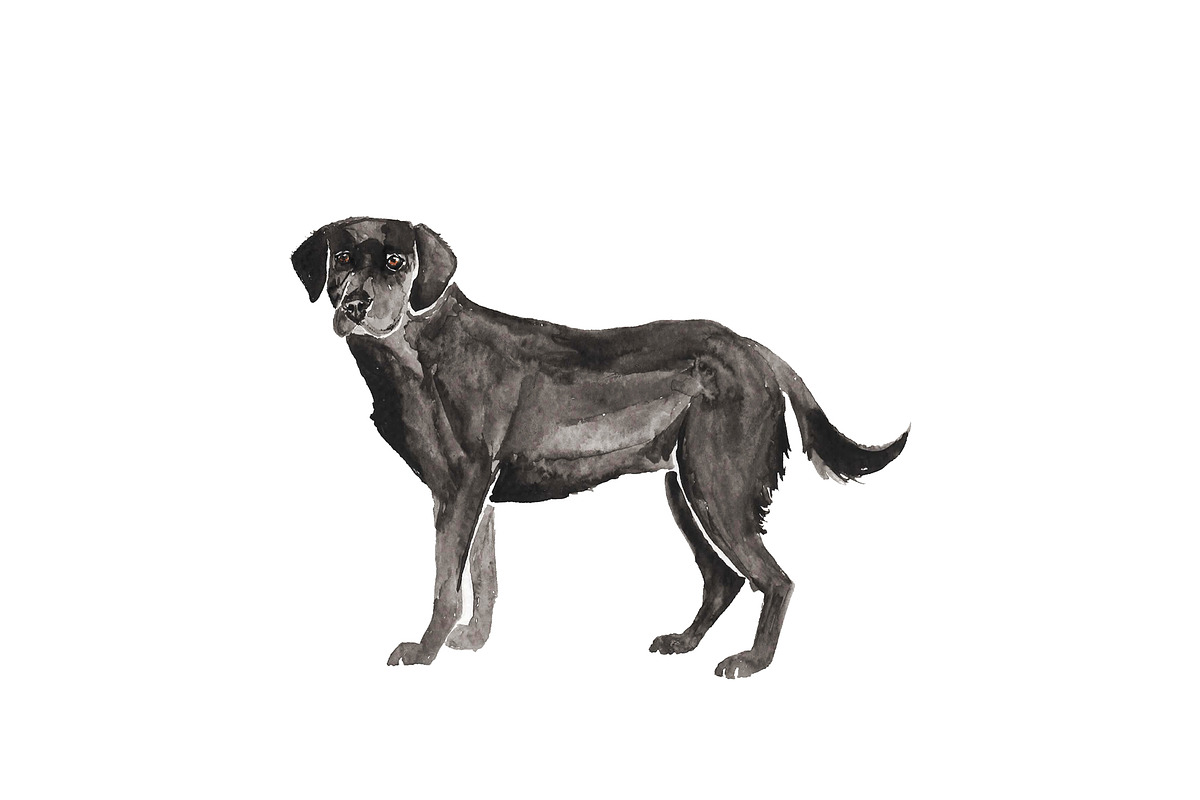 Labrador Dog Illustration Bundle, an Illustration by Foxery Digital (Photo 3 of 4)