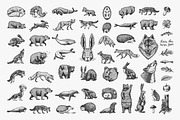 Big set bundle. Animals fox, wolf, an Animal Illustration by Arthur Balitskiy (Thumbnail 2 of 9)