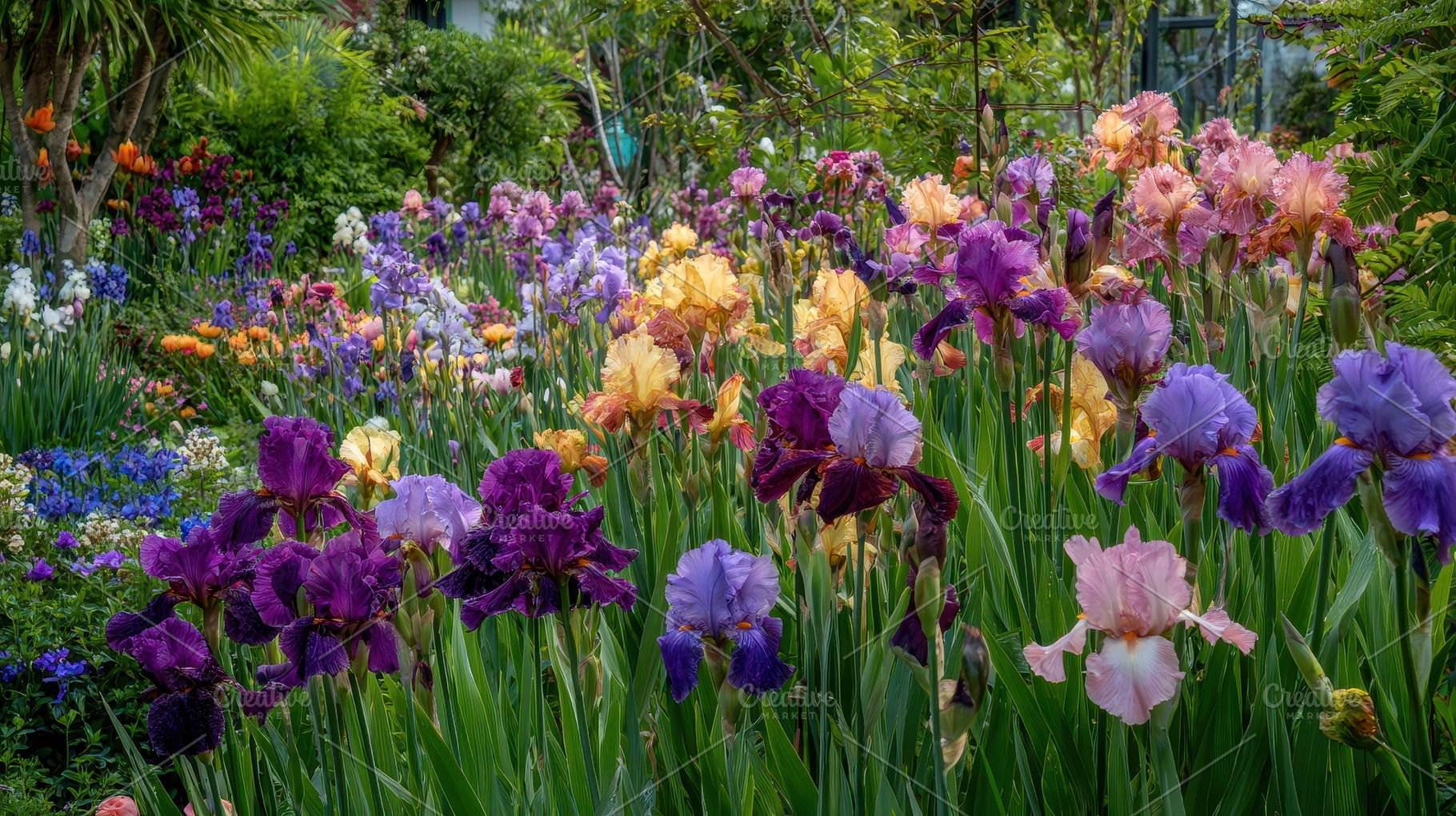 Colorful garden with blooming flower, a Photo by Pavel_design