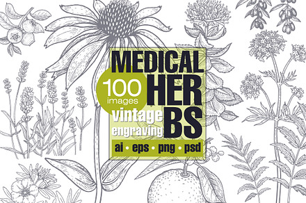 Medical plants. Big set.