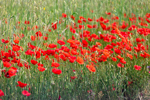 Red poppies blooming in a field of green grass, a Nature Photo by Antonio Gravante Market