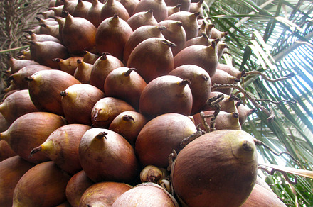 Babassu nut