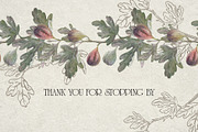 Botanical illustration of figs, a Graphic by RushkinaAntonina (Thumbnail 6 of 6)