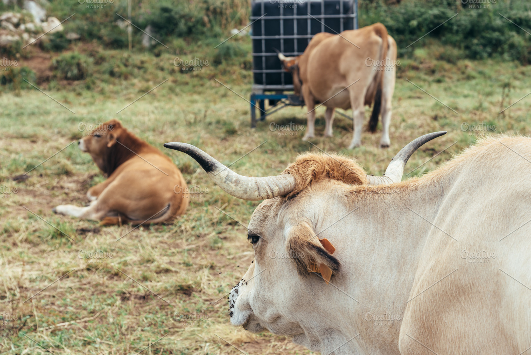 Heard of cows grazing on the meadow in Asturias, an Animal Photo by Architect´s eye