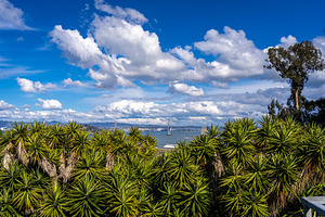 Panoramic view of San Francisco Bay and lush greenery, USA, a Nature Photo by GoodGoods