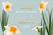 Daffodil Realistic ClipArt Specimens, an Object Graphic by Turning Moss (Thumbnail 9 of 9)